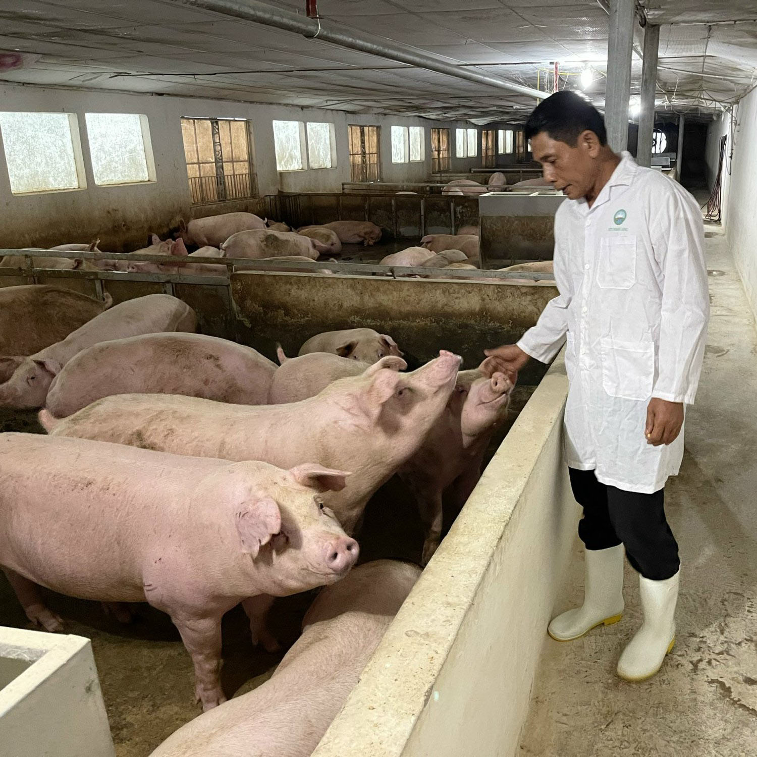 Giá thịt heo hơi hôm nay ngày 19/8/2024