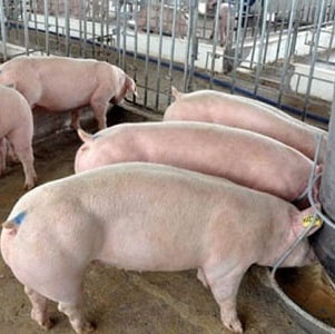 Giá thịt heo hơi hôm nay ngày 26/6/2024