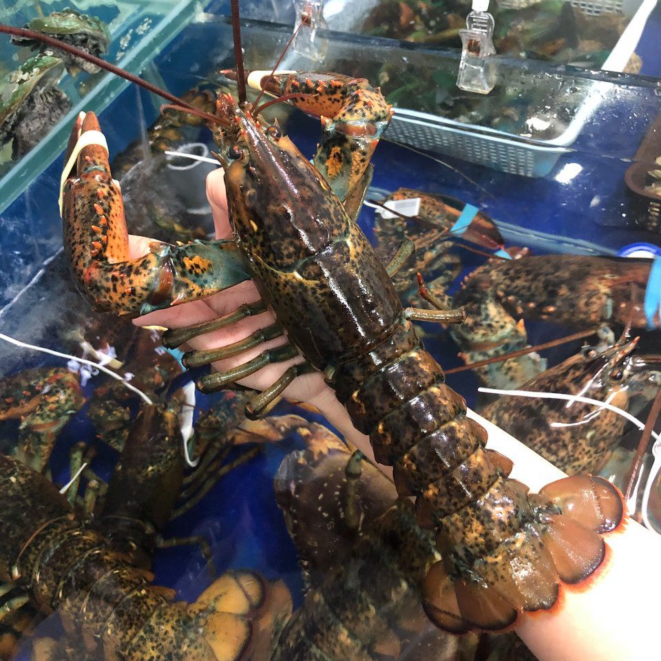 Giá Tôm Hùm Alaska Hôm Nay | Tôm Hùm Alaska 1Kg Giá Bao Nhiêu ?