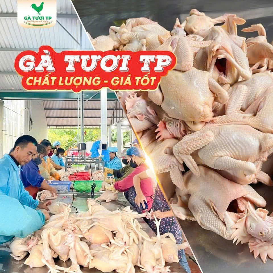 GÀ TƯƠI CHO TIỆC CƯỚI TẠI THANH HÓA - TƯƠI NGON - CHUẨN SIZE - BAO GIÁ