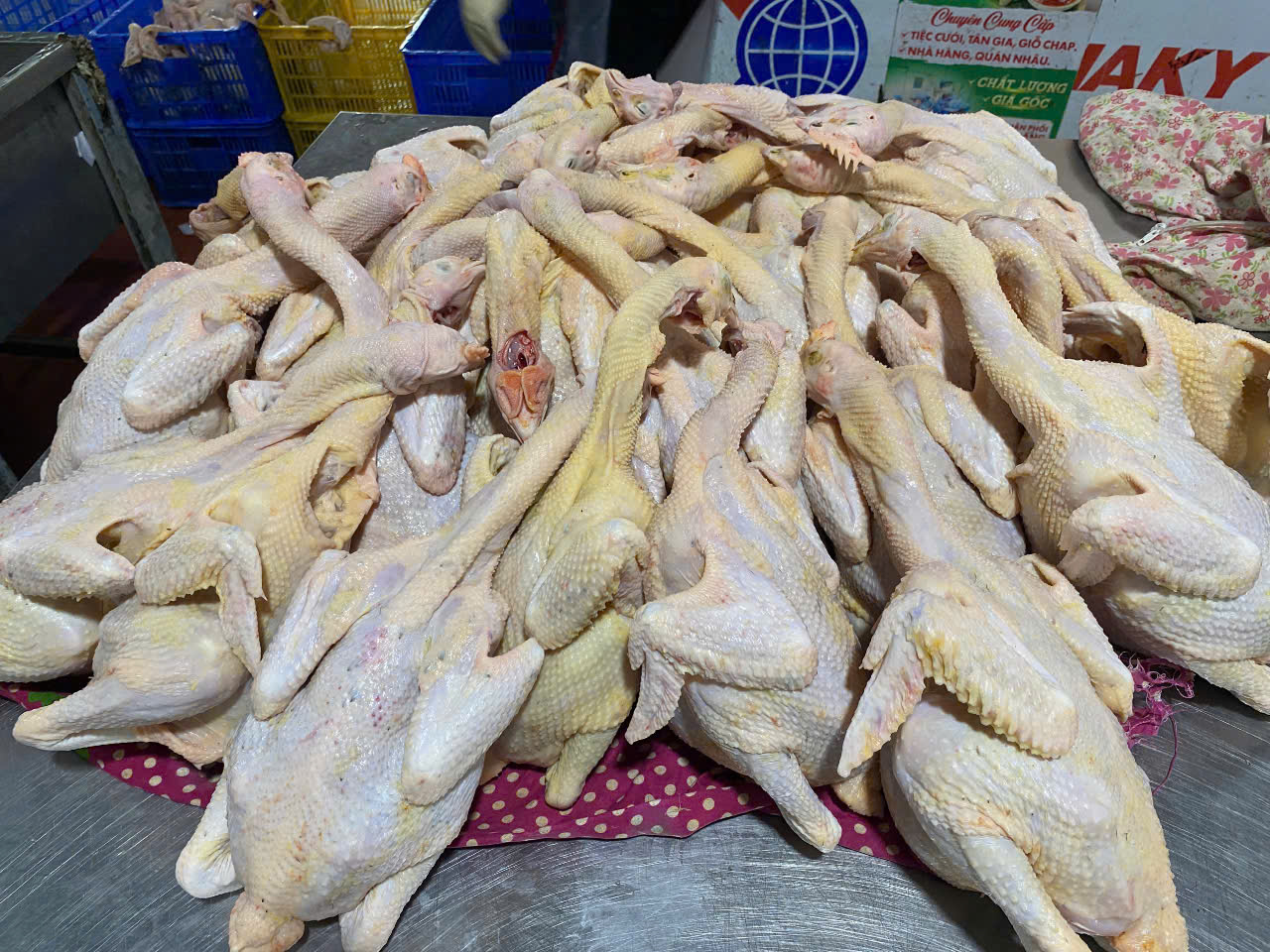 ĐƠN VỊ CHUYÊN CUNG CẤP GÀ TƯƠI LÀM GÀ Ủ MUỐI HÀNG ĐẦU TẠI CÁC TỈNH BẮC MIỀN TRUNG