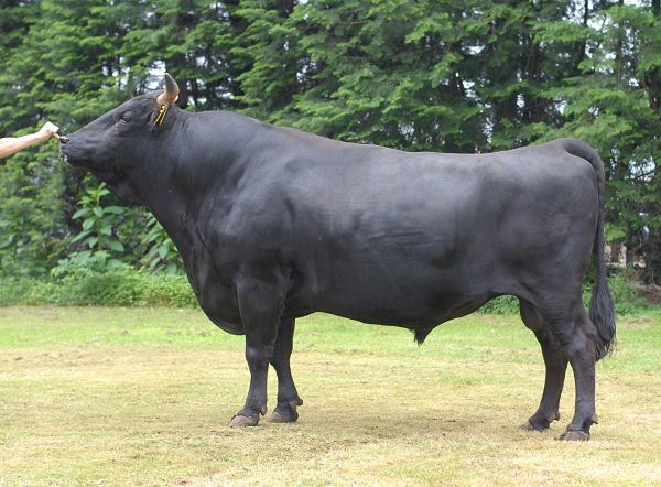 giá thịt bò kobe