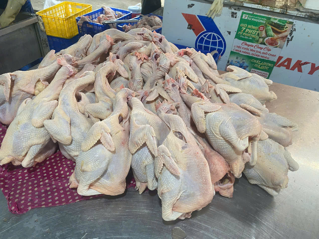 gà tuoi tp