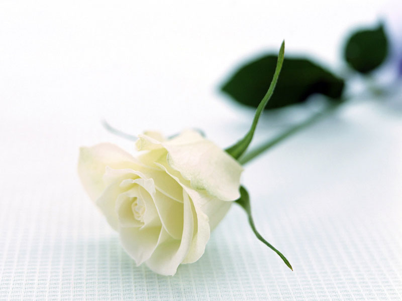 Ý nghĩa hoa hồng trong ngày kỷ niệm, ngày lễ tình nhân