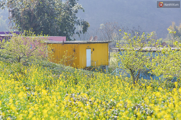 Lên Mộc Châu, ngủ nhà lắp ghép container đầy sắc màu giữa rừng mận trắng, cải vàng