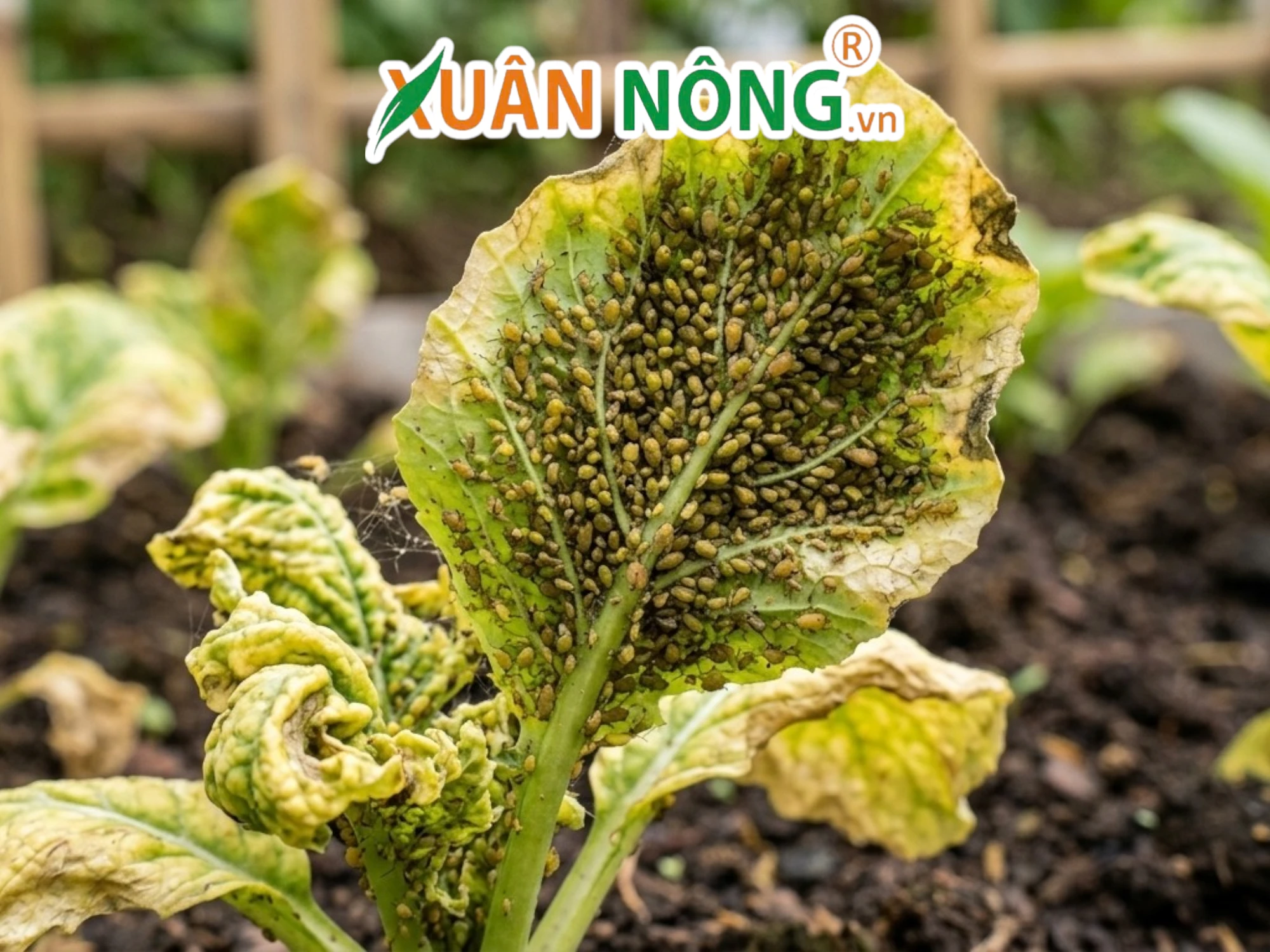 Các Loại Sâu Bệnh Thường Gặp Trên Rau và Biện Pháp Phòng Trừ Tổng Hợp ...