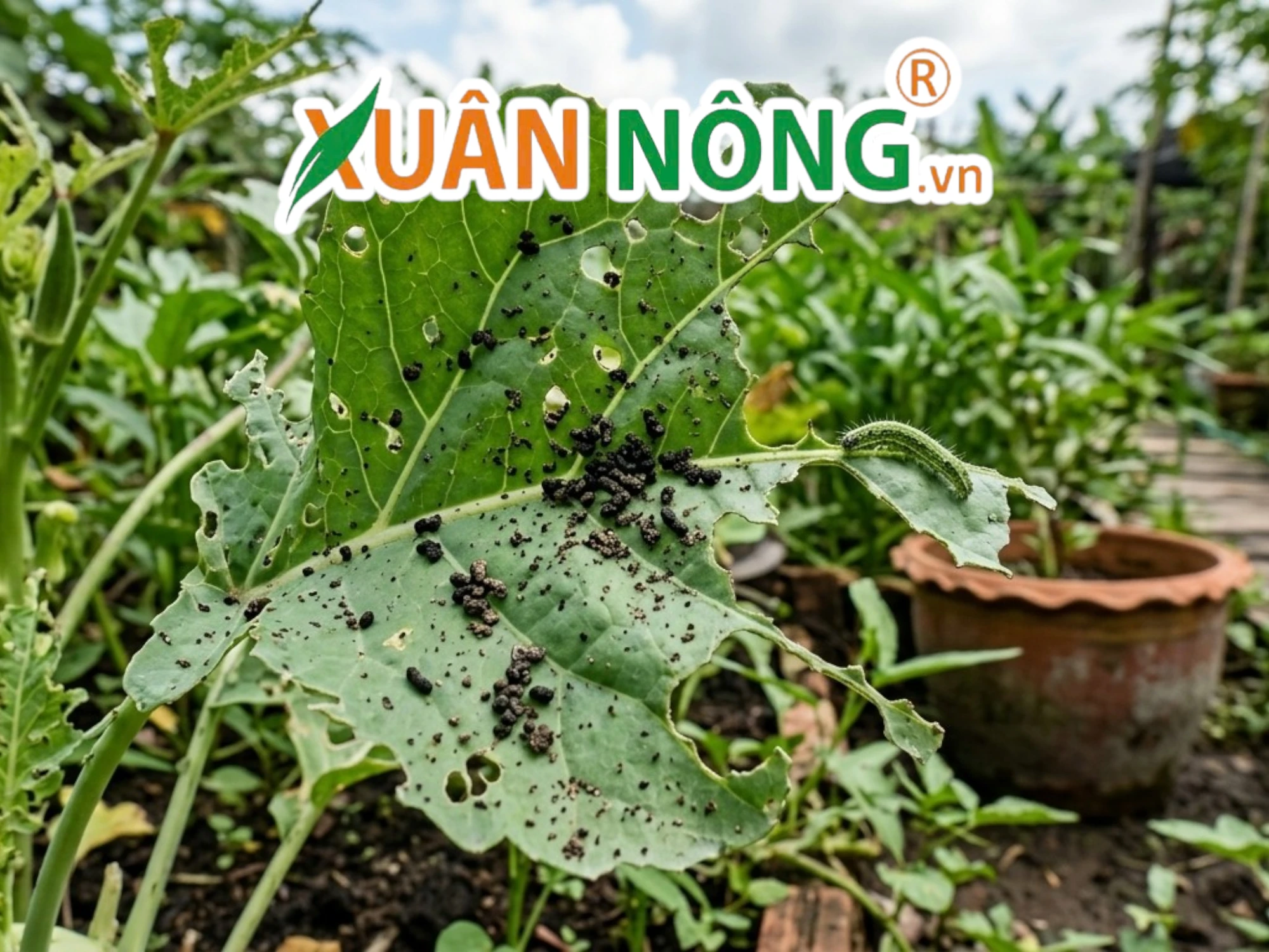 Các Loại Sâu Bệnh Thường Gặp Trên Rau và Biện Pháp Phòng Trừ Tổng Hợp ...