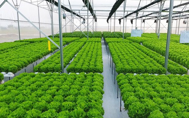 nhà lưới công nghệ cao