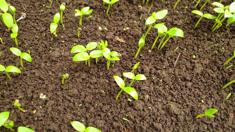Thực hiện đúng cách chăm sóc hạt giống