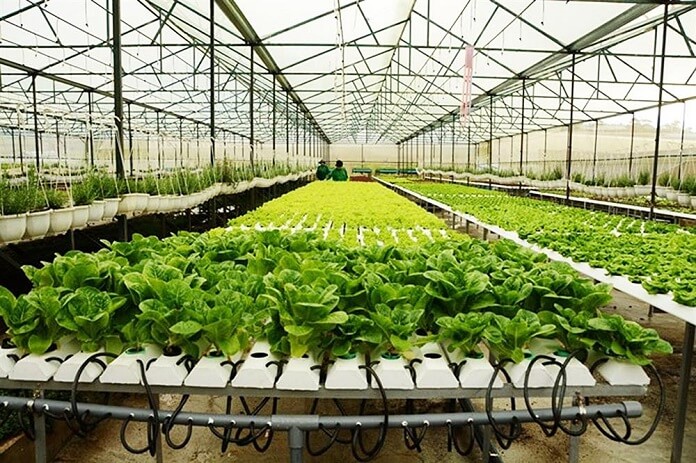 Hướng dẫn cách làm nhà lưới đơn giản chi tiết nhất