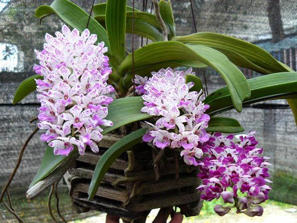 Cách trồng cây lan trong chậu 