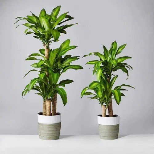 Một số vấn đề thường gặp khi trồng cây phát tài