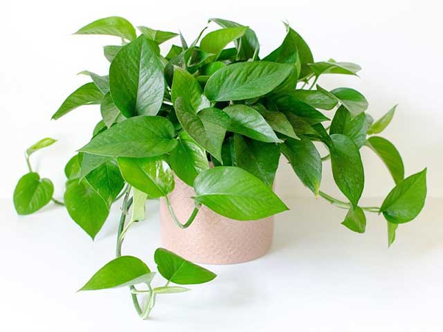 cây trầu bà