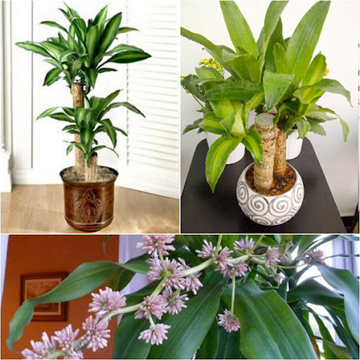 Cách trồng cây phát tài