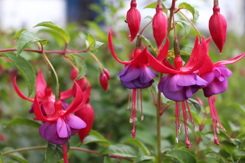 Hoa Lồng Đèn - Loài hoa của cái đẹp, sự mỹ miều