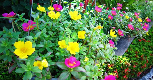 Cây hoa mười giờ 