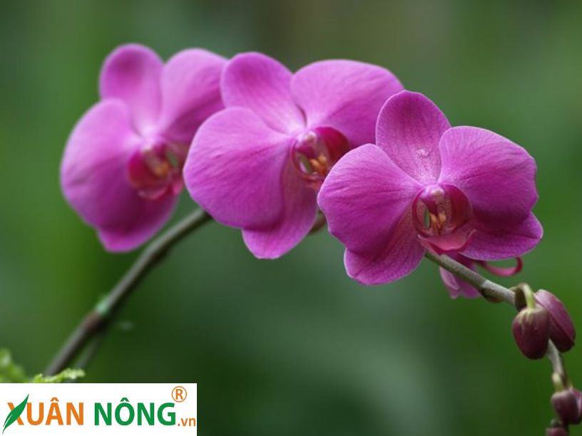 Hoa Lan Hồ Điệp 