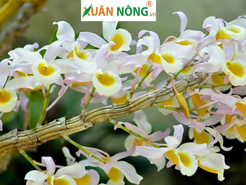 Hoa Lan Hoàng Phi Hạc 