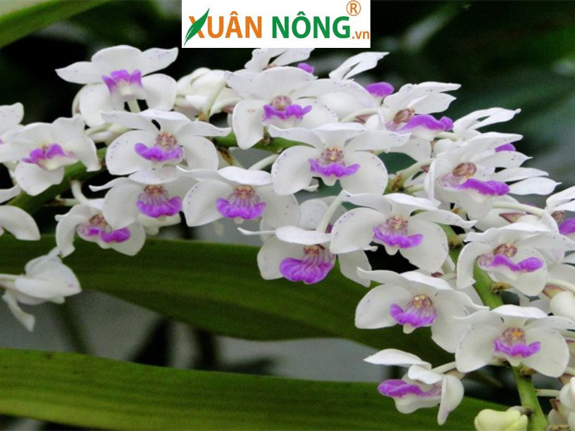 Hoa Lan Ngọc Điểm 