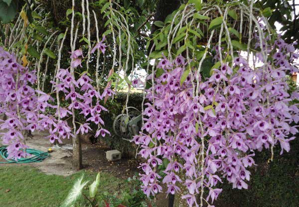 Nhiệt độ thích hợp cây phi điệp tím 
