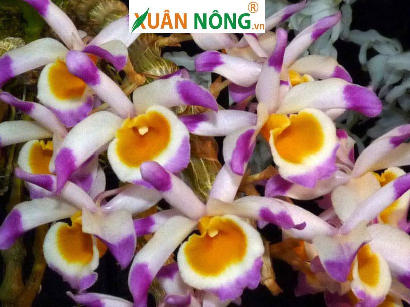 Hoa Lan Trúc Phật Bà