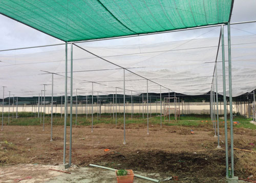Ưu điểm nhà lưới giá rẻ