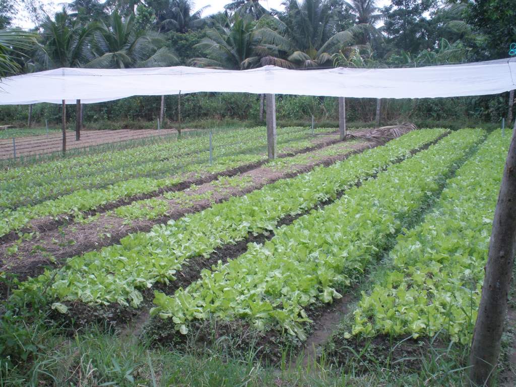 nhà lưới hở