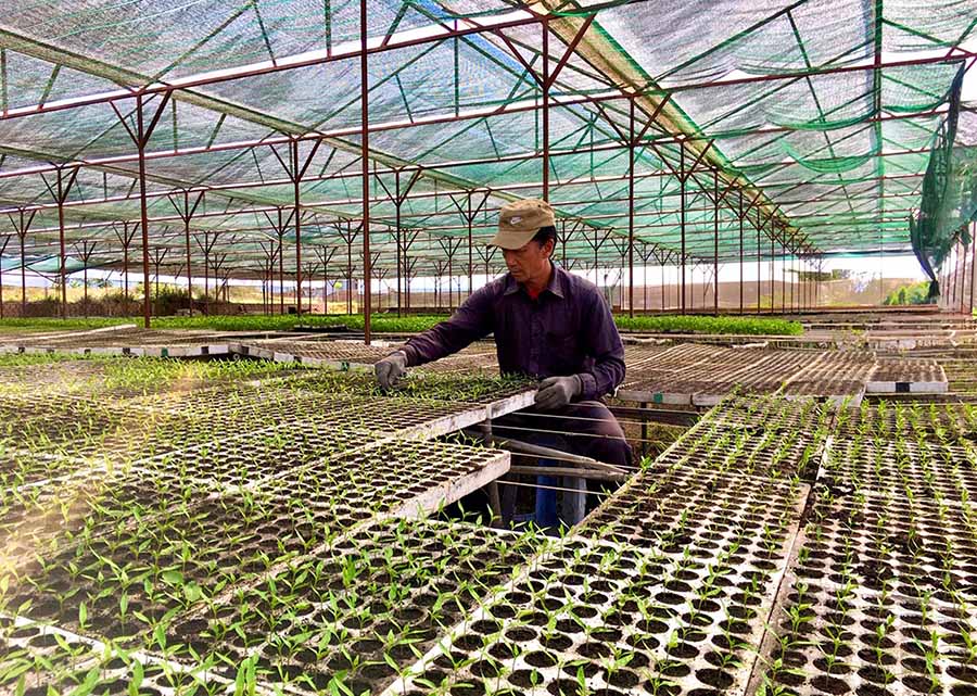 Chăm sóc cây giống