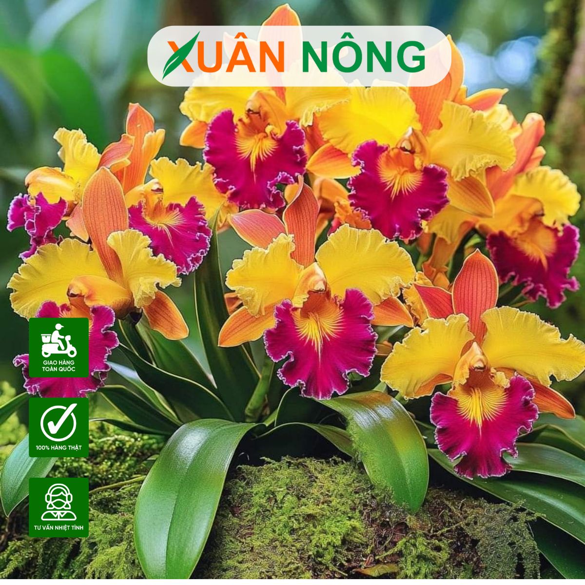 Top 35 hoa lan đẹp, phổ biến và dễ trồng nhất hiện nay 