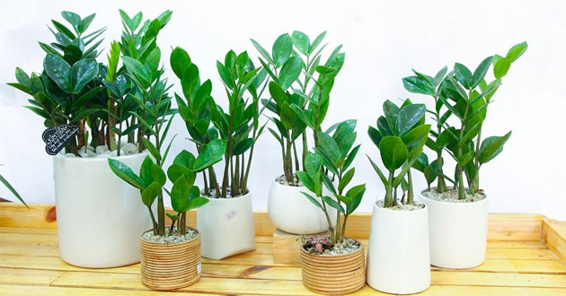 Các loại hoa nên trồng trong trường học