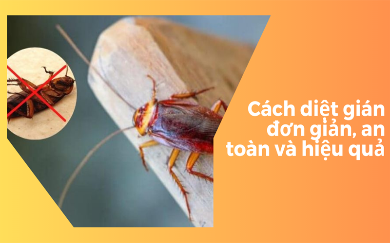 CÁCH DIỆT GIÁN TRONG NHÀ PHỐ VÀ CHUNG CƯ