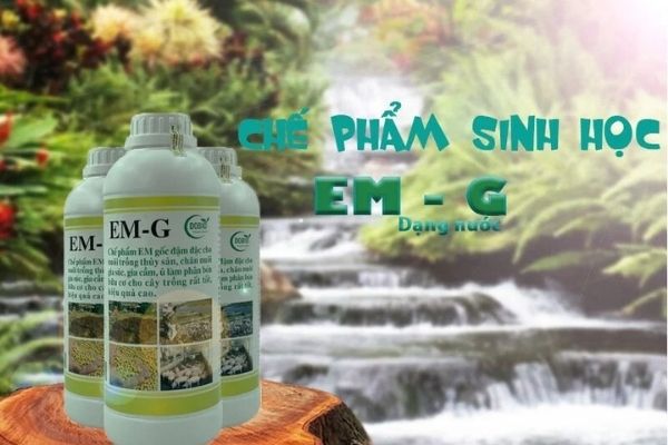 Lưu ý khi nuôi tôm bằng chế phẩm EM gốc