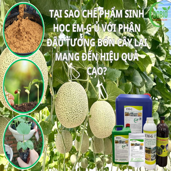 TẠI SAO CHẾ PHẨM SINH HỌC EM-G Ủ VỚI PHÂN ĐẬU TƯƠNG BÓN CÂY LẠI MANG ĐẾN HIỆU QUẢ CAO?