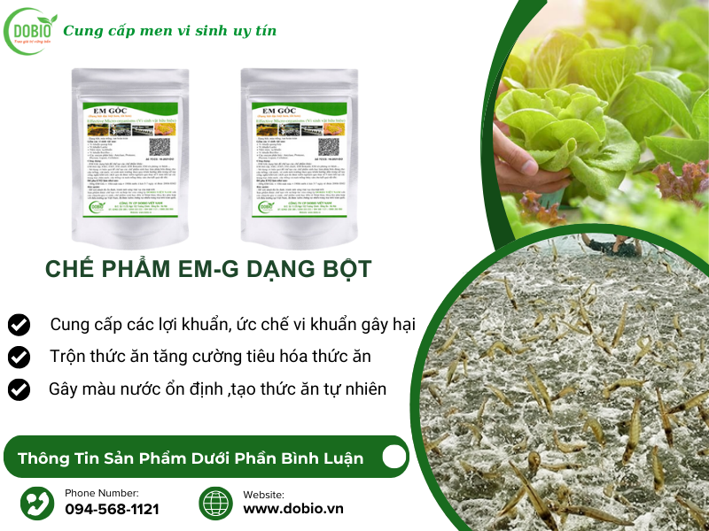 EM-G dạng bột - Giải pháp cải tạo đất và xử lý nước thải hữu cơ