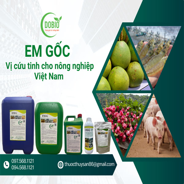 EM GỐC - Vị cứu tinh cho nông nghiệp Việt Nam