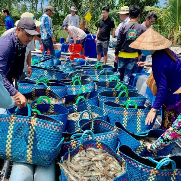 Giá tôm nguyên liệu tại các tỉnh ĐBSCL giảm mạnh: Nguyên nhân và giải pháp