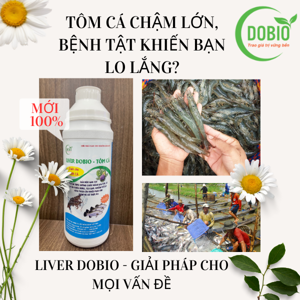 Tôm cá chậm lớn, bệnh tật khiến bạn lo lắng? LIVER DOBIO - Giải pháp cho mọi vấn đề.