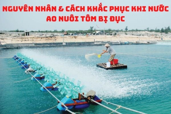 Nguyên nhân & Cách khắc phục khi nước ao nuôi tôm bị đục