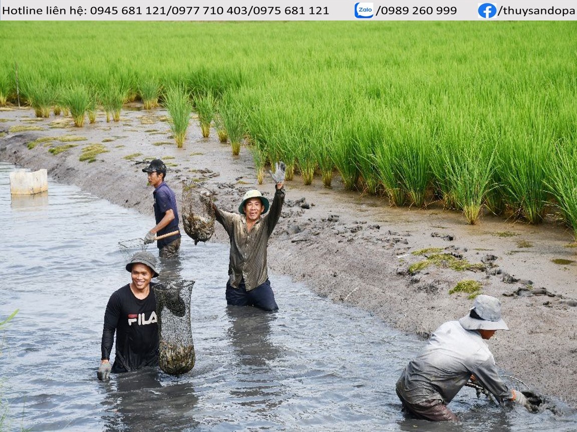 Phương pháp nuôi tôm sú luân canh trồng lúa hiệu quả