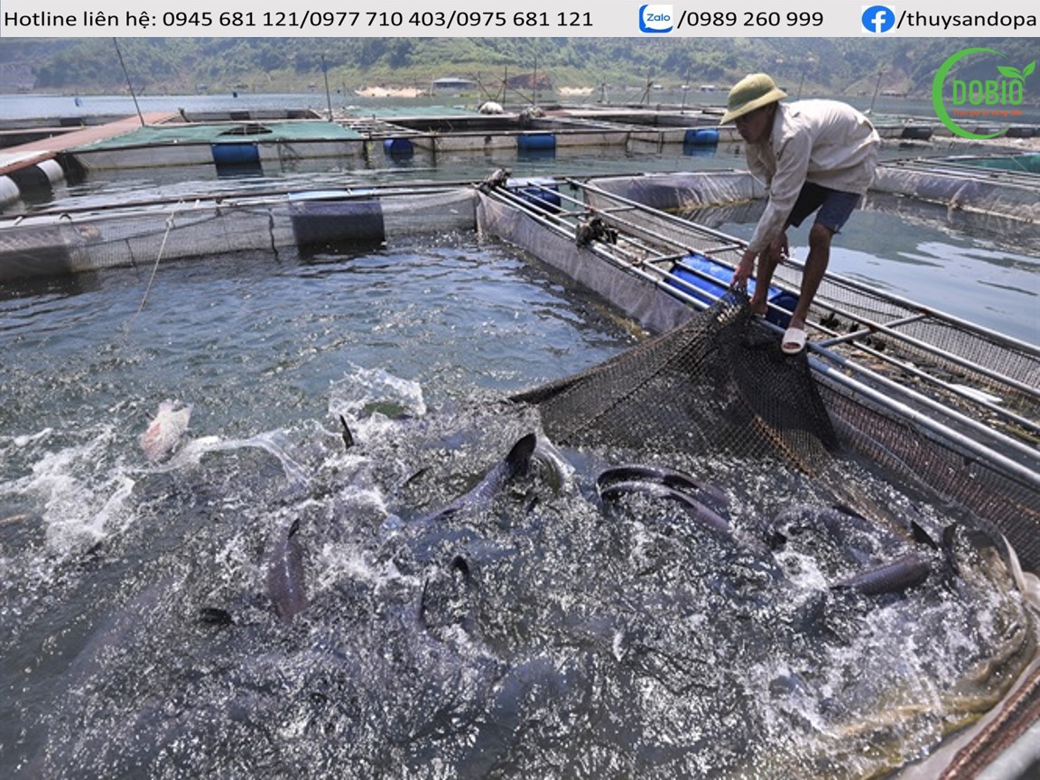 Kinh nghiệm nuôi cá lăng nha lồng bè trên sông và hồ chứa