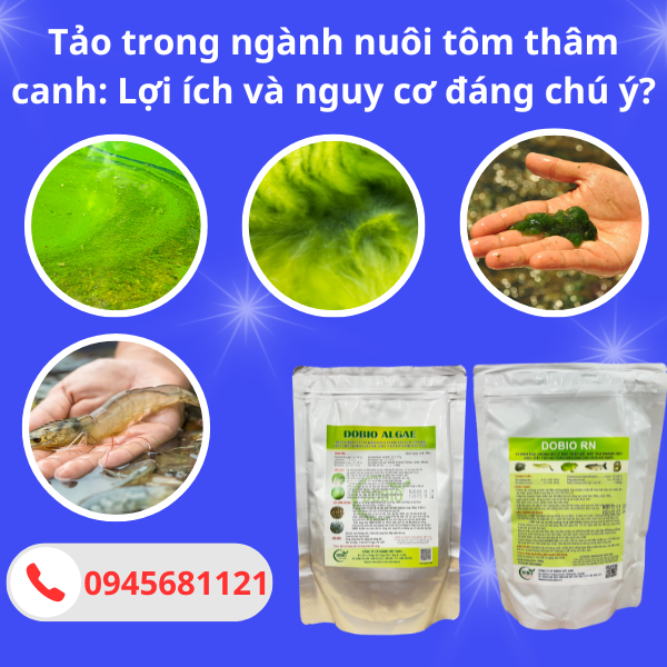 Tảo trong ngành nuôi tôm thâm canh: Lợi ích và nguy cơ đáng chú ý?