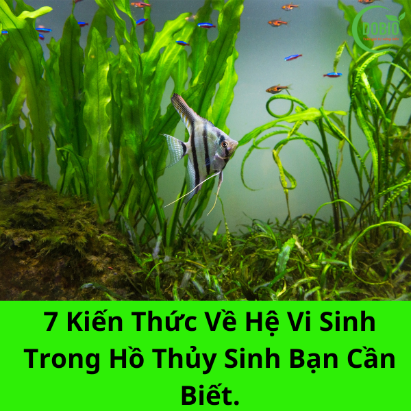 7 Kiến Thức Về Hệ Vi Sinh Trong Hồ Thủy Sinh Bạn Cần Biết.