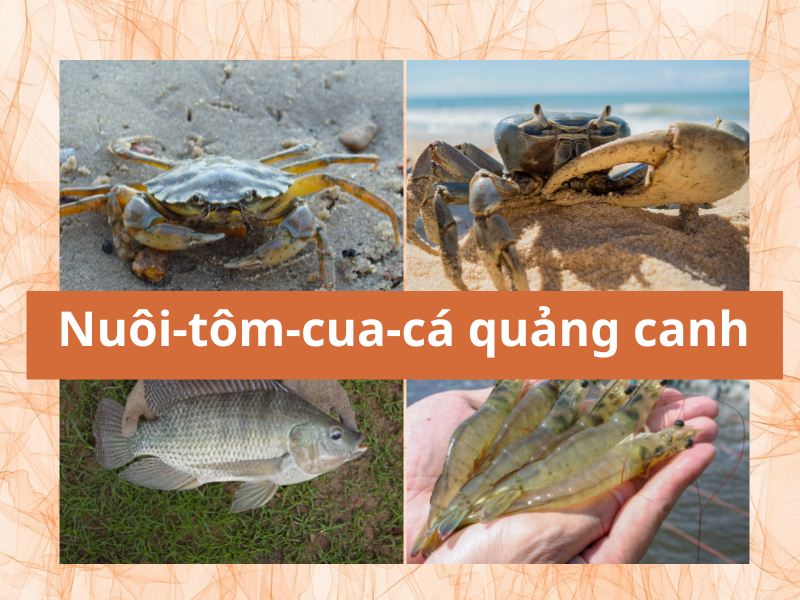 Nuôi xen tôm - cua - cá quảng canh cải tiến mới