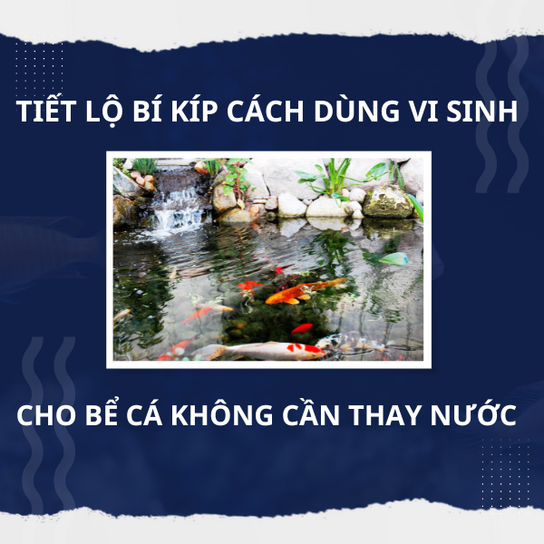 Tiết lộ bí kíp cách dùng vi sinh cho bể cá không cần thay nước