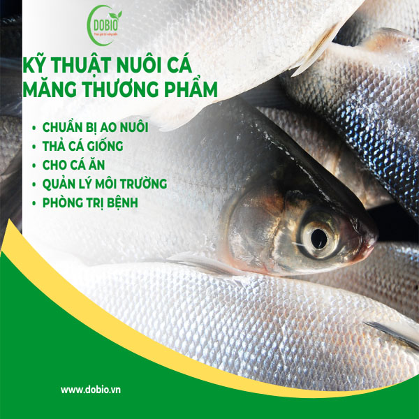 Kỹ thuật nuôi cá măng thương phẩm