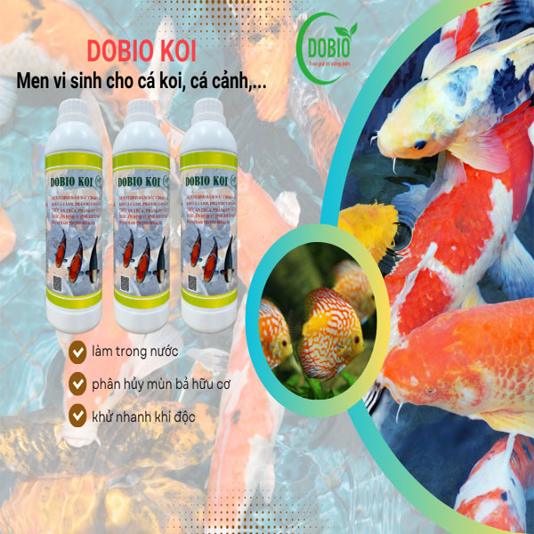 Cá koi cá cảnh khỏe mạnh, phát triển tốt nhờ DOBIO KOI