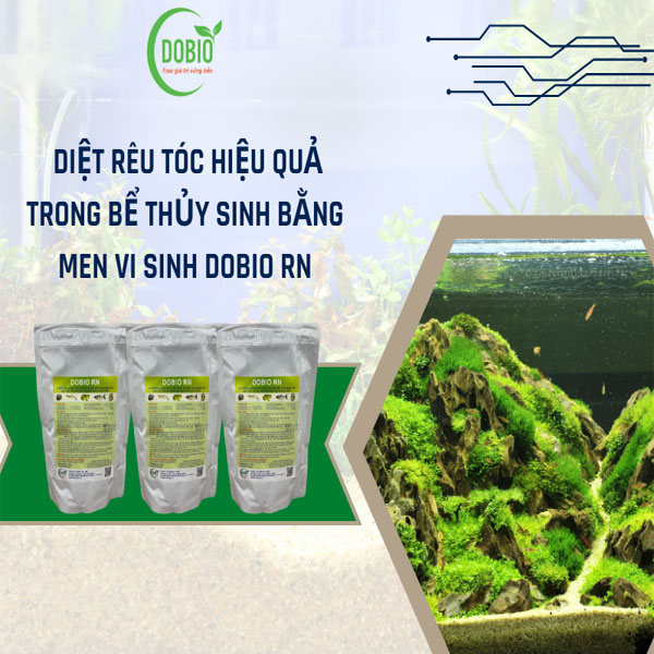 Diệt rêu tóc hiệu quả trong bể thủy sinh bằng men vi sinh DOBIO RN