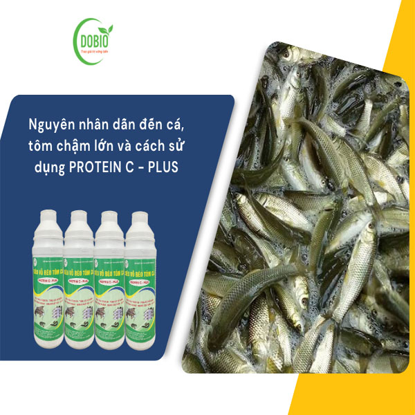 Nguyên nhân dẫn đến cá, tôm chậm lớn và cách sử dụng PROTEIN C - PLUS