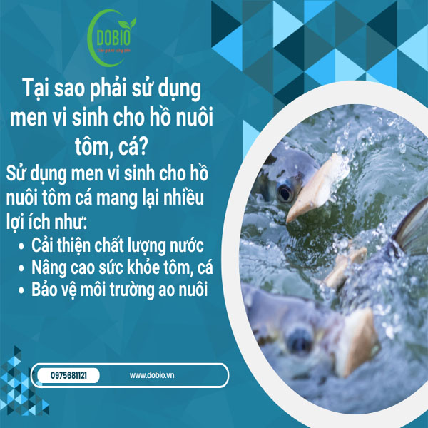 Tại sao phải sử dụng men vi sinh cho hồ nuôi tôm, cá?