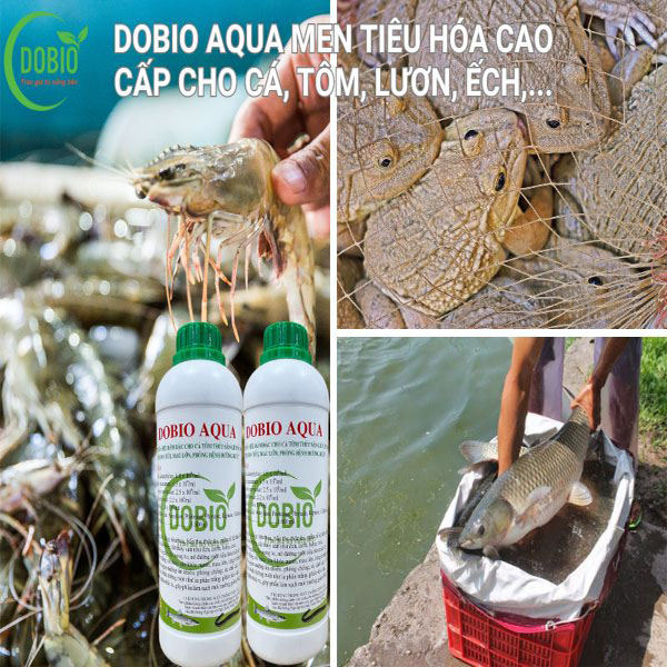 DOBIO AQUA - Giải pháp tối ưu cho thủy sản phát triển khỏe mạnh, năng suất cao